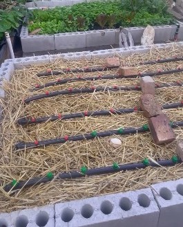 Raised beds with straw mulch and drip lines