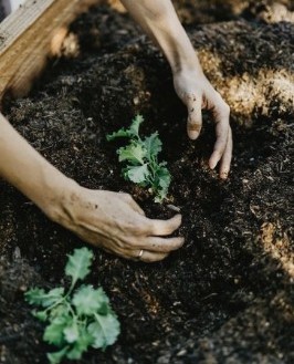Hands planting a seedling in dark soil